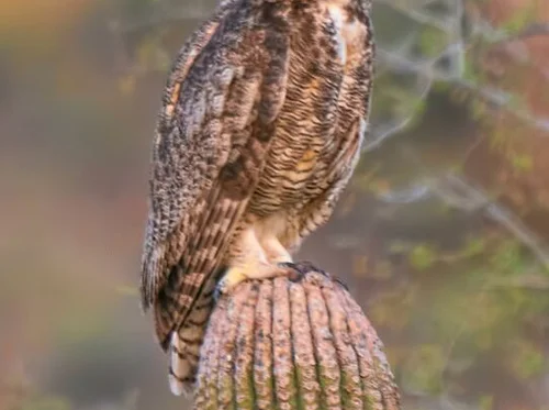 Lecture – Owls of the McDowells