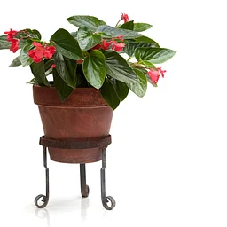 Begonia Plant Show & Sale Presented by Southern California Begonia Society