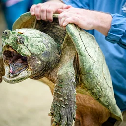 Turtle Survival Alliance Demo