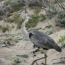 Bird Walk with Amanda Preece