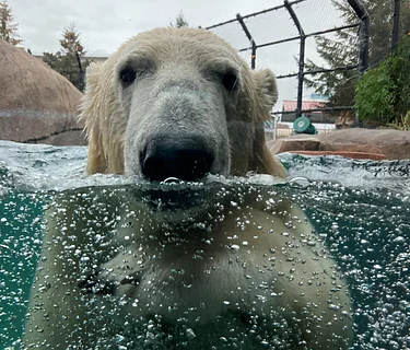 Polar Bear Program