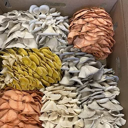 Bring a Friend Pasta and Mushrooms
