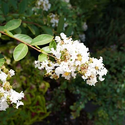 Plant Poetry: Writer’s Circle