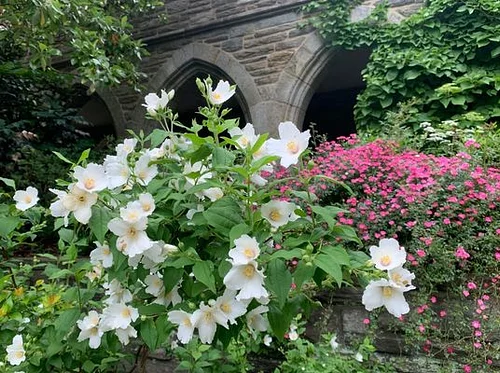 Virtual Lunchtime Tour: Early Summer-Blooming Perennials