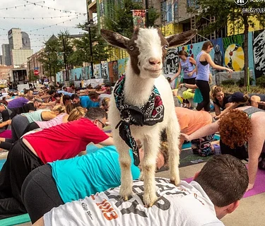 Goat Yoga