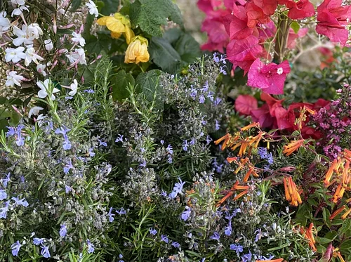 March Plant Sale: Spring Bloomers