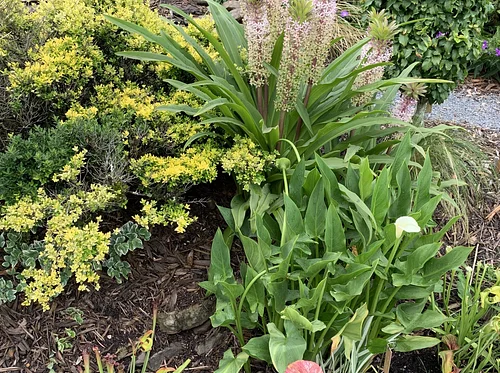 Garden Design for Plant Diversity