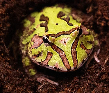 Hands-On Homeschool: Wild Weather