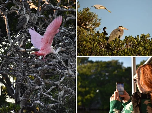 Art & Nature Sunset Tours with the MFA & Tampa Bay Watch Discovery Center