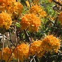 Creating with Nature: Color Walk