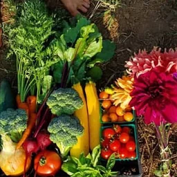 Farmer’s Market – Henderson Center