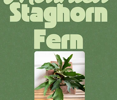 MASON - Mounted Staghorn Fern Class