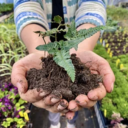 Zoom in on Soils – Online class