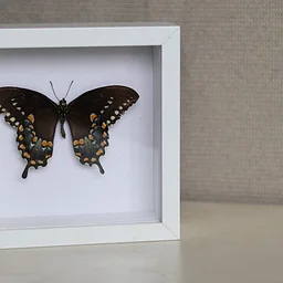 Butterflies: Pin and Preserve Workshop