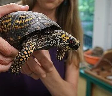 Trailside Turtle Feeding