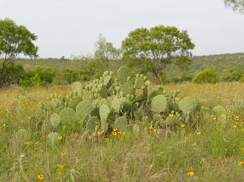 The Wonder of Texas' Native Plants