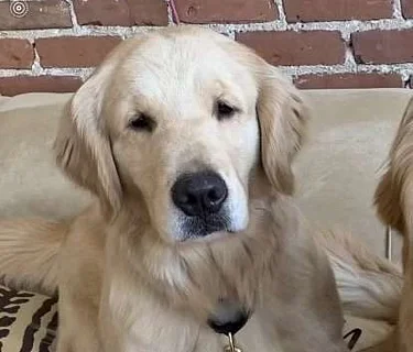 Read to a Dog with Ellie (Plymouth)