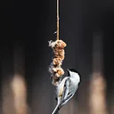 Bird Walk