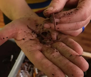 Mr. Twisty Presents: Worms! Nature’s Recyclers