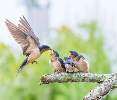 Birds Beyond Identification (Marshfield)