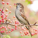 Birding at the Arboretum