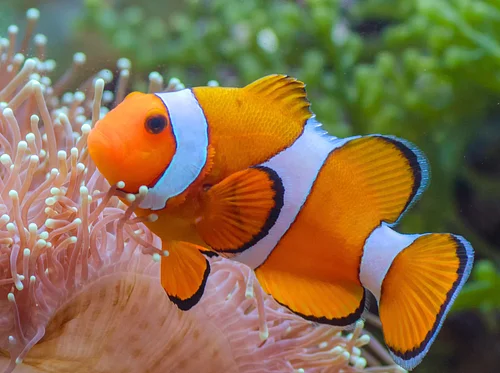 Summer Camp: Reef to Deep