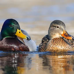 Monet, Me, and the Mallards
