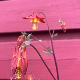 Last of the Season! Guided Garden Tour at the Pratt Museum Botanical Garden