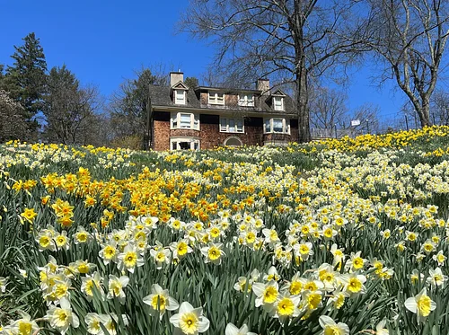 Daffodil Days (April 1-15)