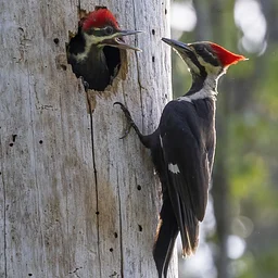 Introduction to Birding