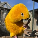 Summer "Painting with Parrots" Event (morning session)