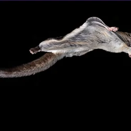 NEC Drop-in: Fantastic Flying squirrels
