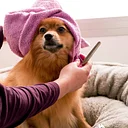 Monthly Grooming