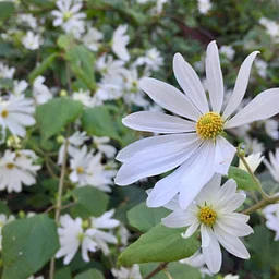 Guided Garden Tour – December 19