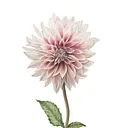Botanical Watercolor Painting with Sarah Crossman