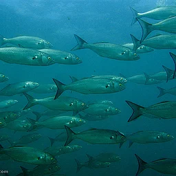 Fishes of the Long Island Sound