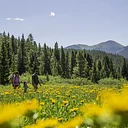 Breckenridge Wildflower Week 2026