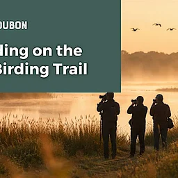 Field Birding on the Indiana Birding Trail: Tippecanoe River