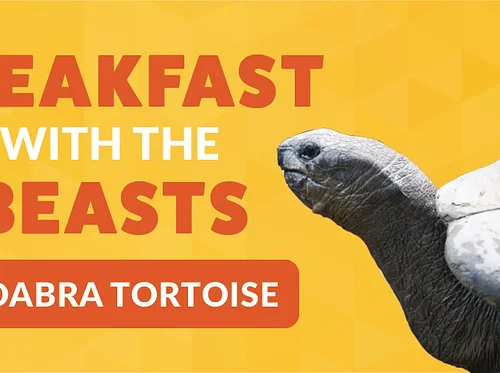 Breakfast with the Beasts: Aldabra Tortoise