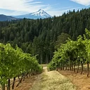 Phelps Creek Vineyards