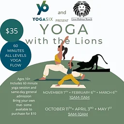 Yoga with the Lions at the Lion Habitat Ranch