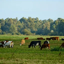 Midwest Land Transfer Regional Forum (Webinar)
