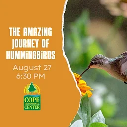 The Amazing Journey of Hummingbirds