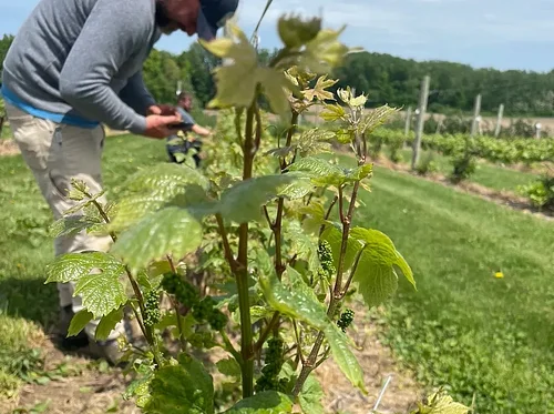 Vineyard Planting Experience