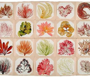 NOW FULL: Drawing and Mounting Seaweeds