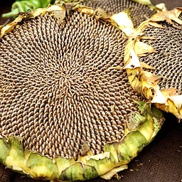 Seed Saving 101