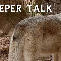 Wolf Keeper Talk