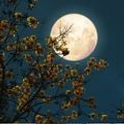 Moon Gardens with Deeply Rooted Landscapes