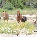 Exploring Coastal Habitats on the Rachel Carson Reserve