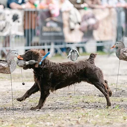 “Meet the Gundogs ” Retriever Demo